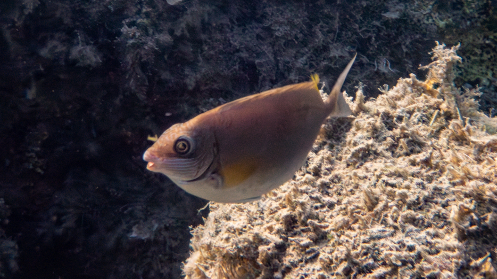 Brauner Kaninchenfisch 