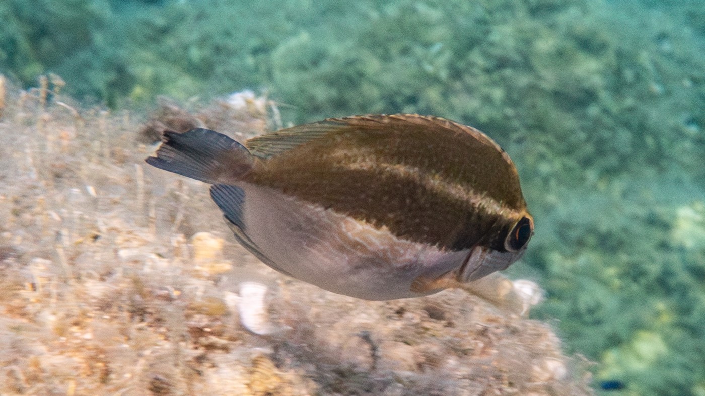 Brauner Kaninchenfisch 