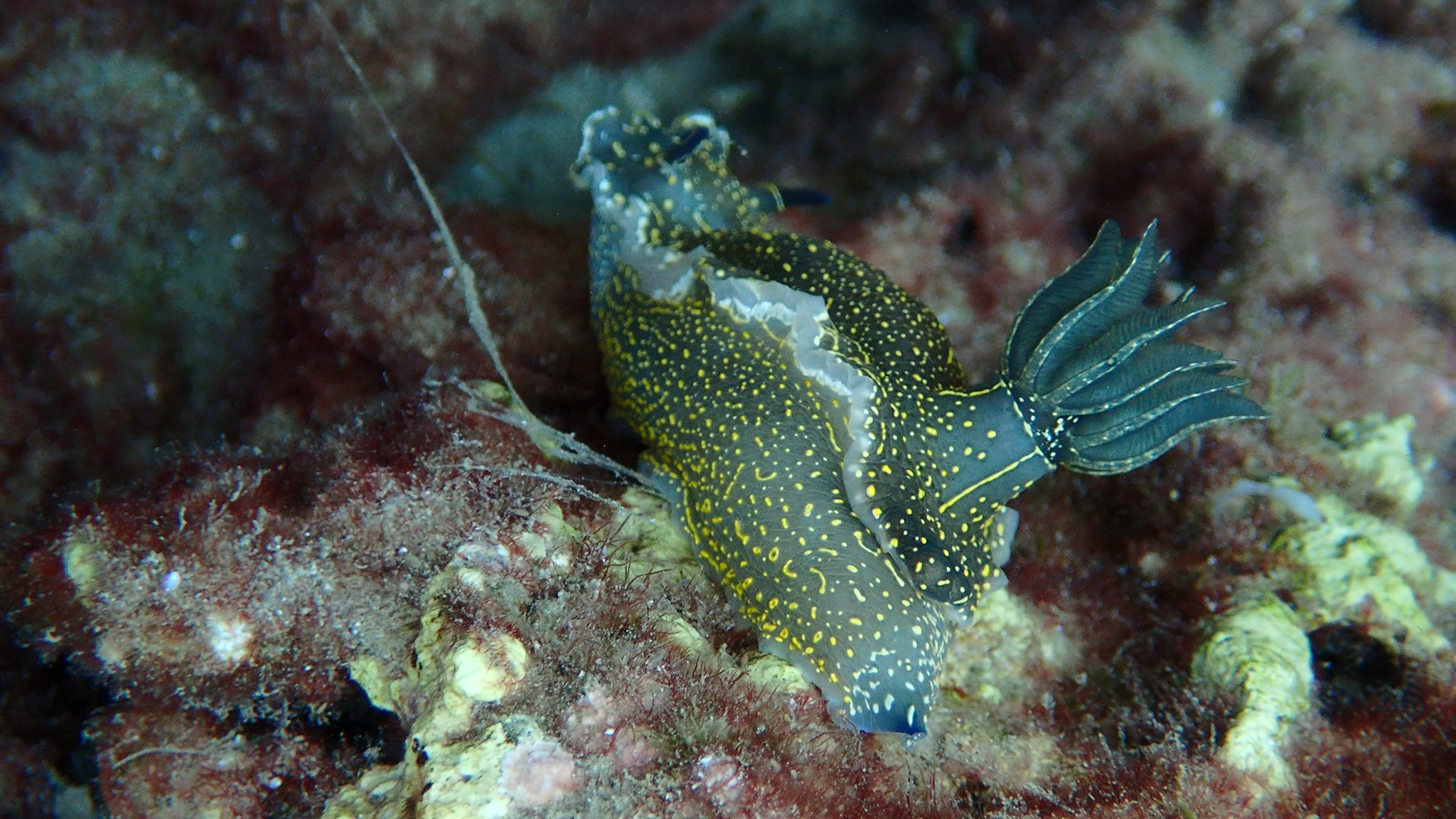 Felimare picta mit gut sichtbaren Kiemen