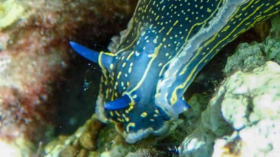 Vergrößerung der Fühler einer Felimare picta