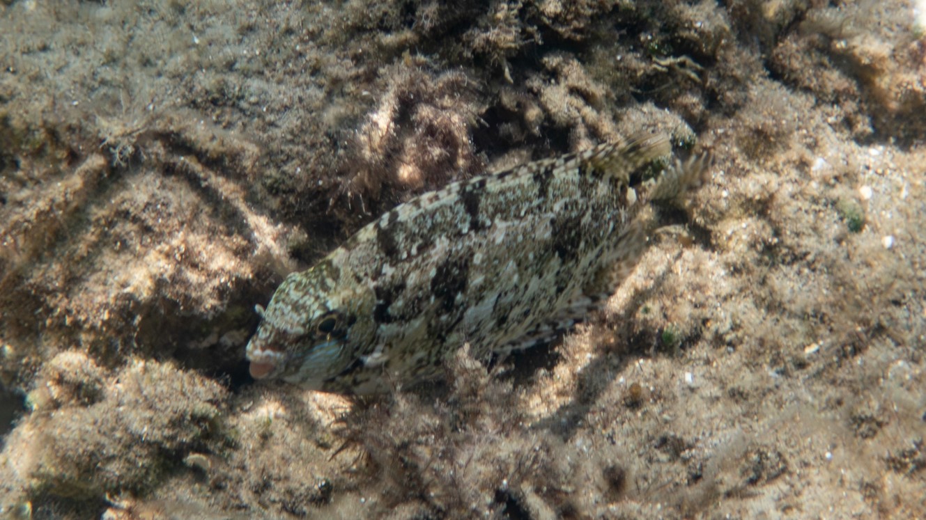 Brauner Kaninchenfisch 