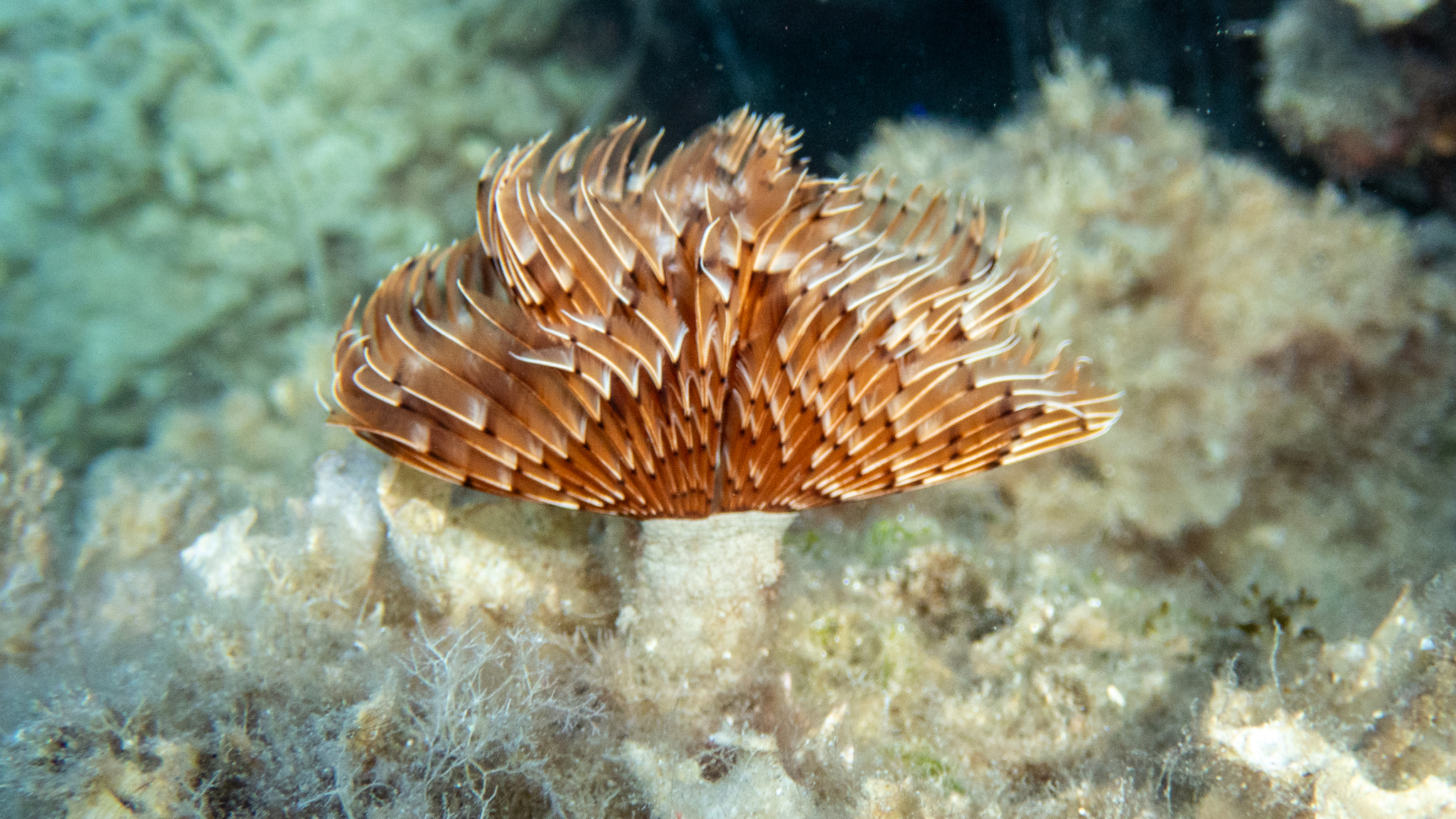 Marias Röhrenwurm Seitenansicht