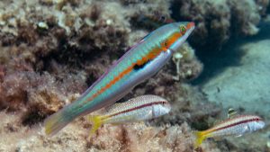 Meerpfau Männchen von der Seite