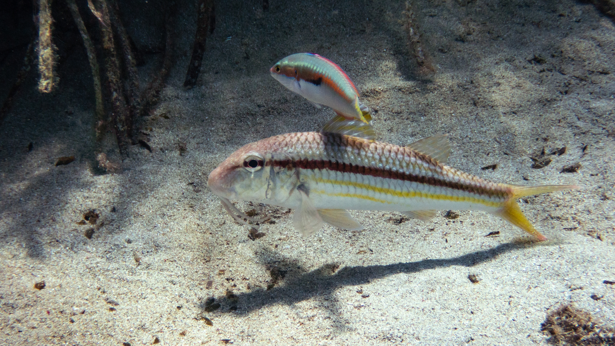 Streifenbarbe und Meerjunker