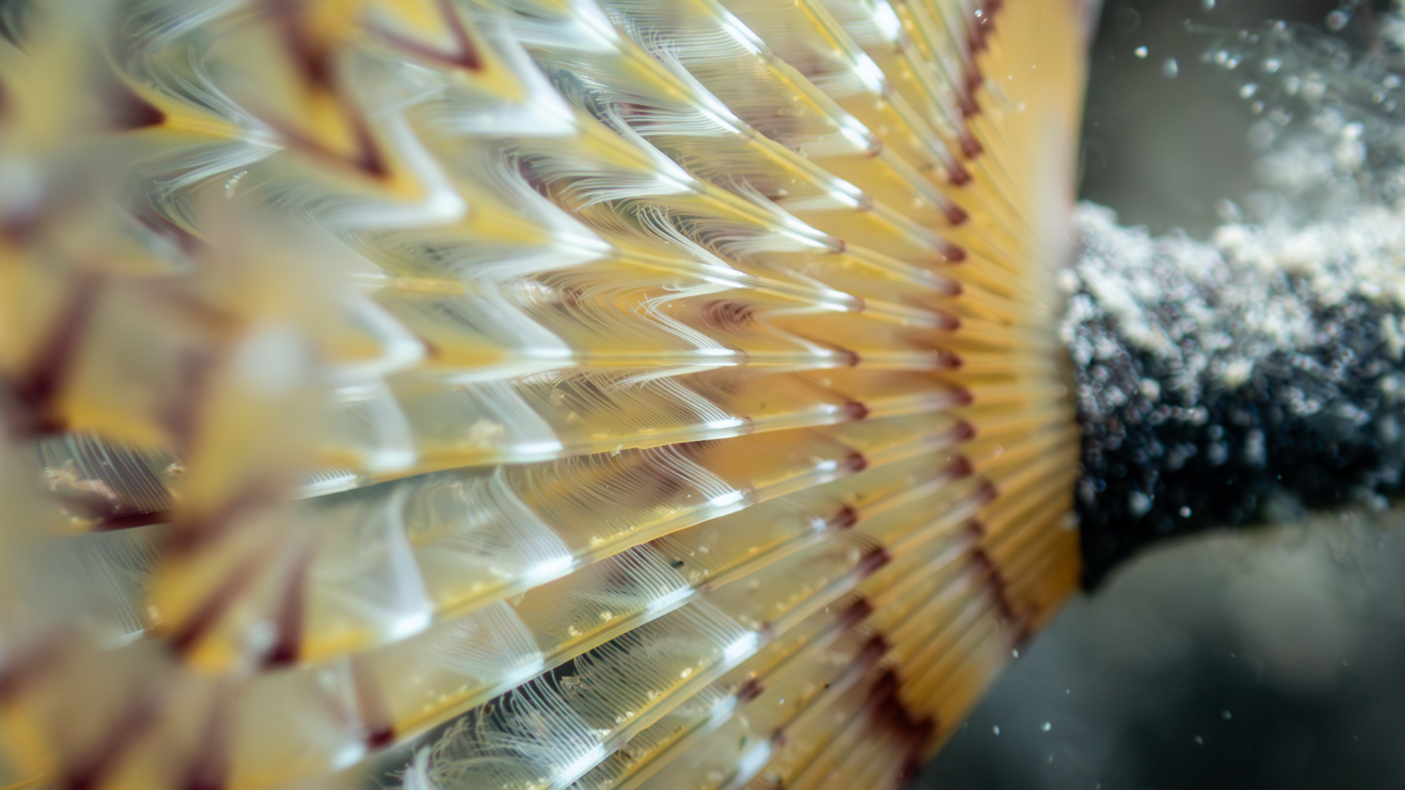 Schraubensabelle Makroaufnahme
