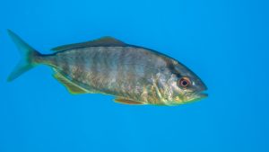 Bernstein-Stachelmakrele von der Seite