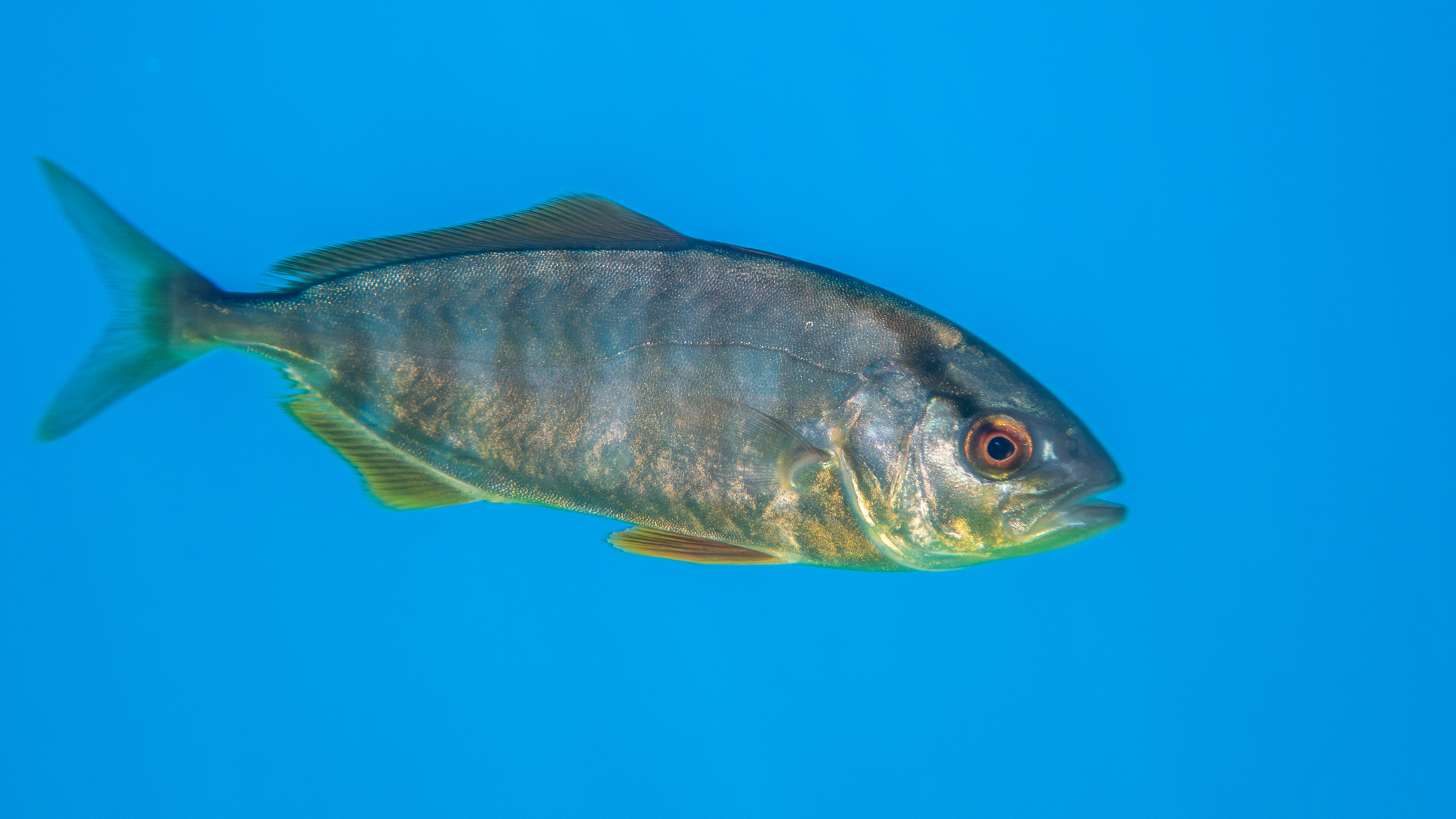 Bernstein-Stachelmakrele von der Seite