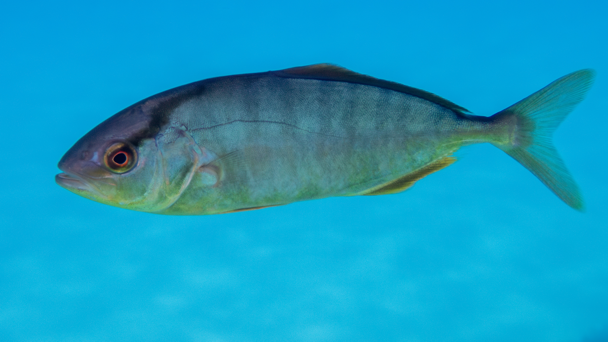 Bernstein-Stachelmakrele von der Seite