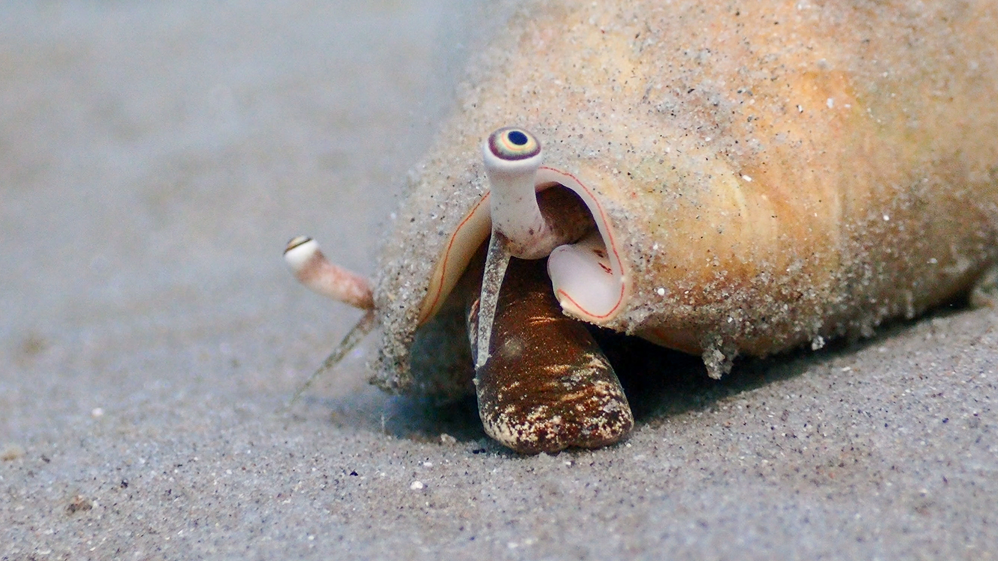 Persische Flügelschnecke