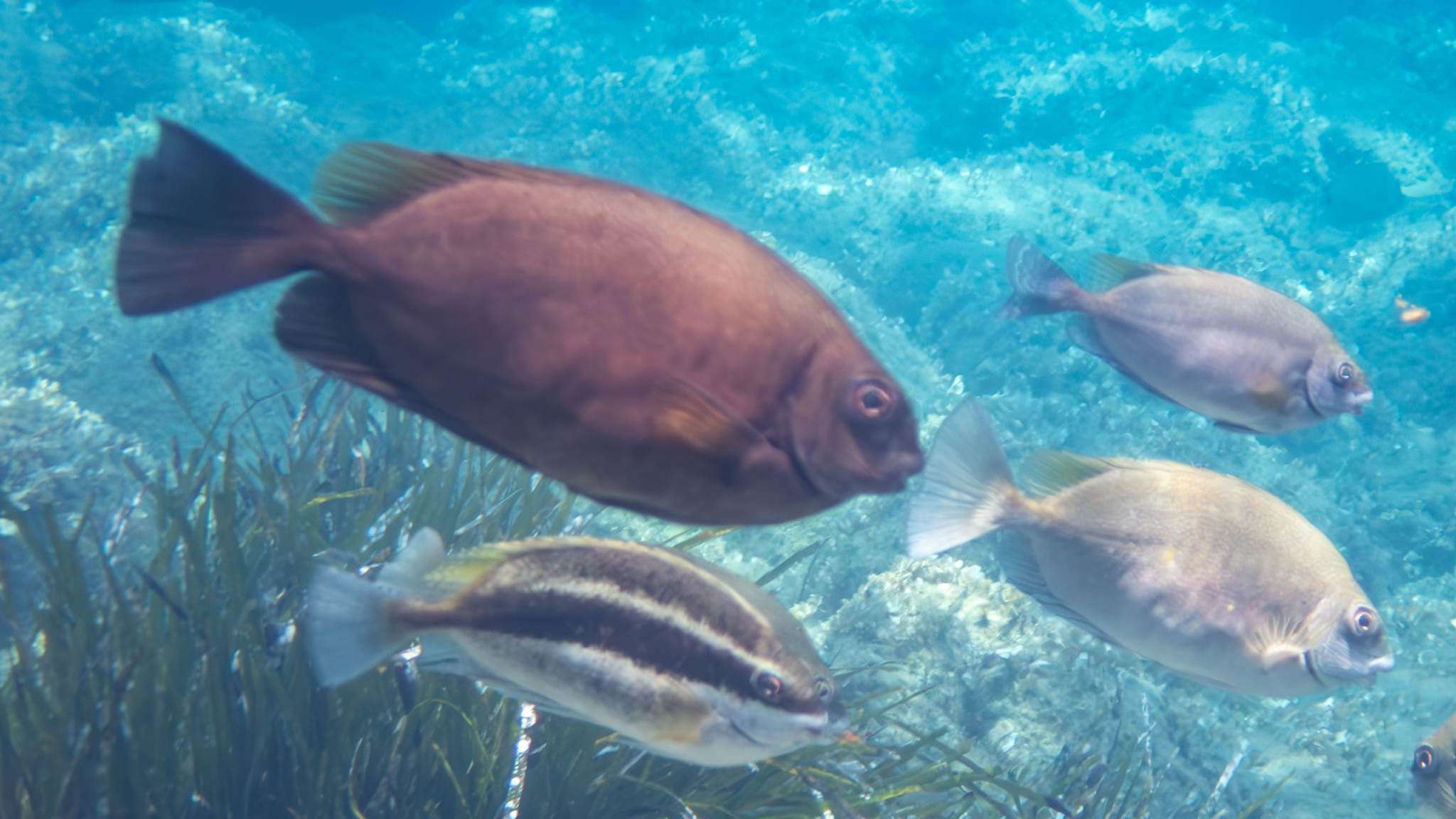 Brauner Kaninchenfisch 