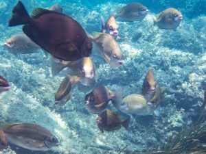 Schwarm Braune Kaninchenfische
