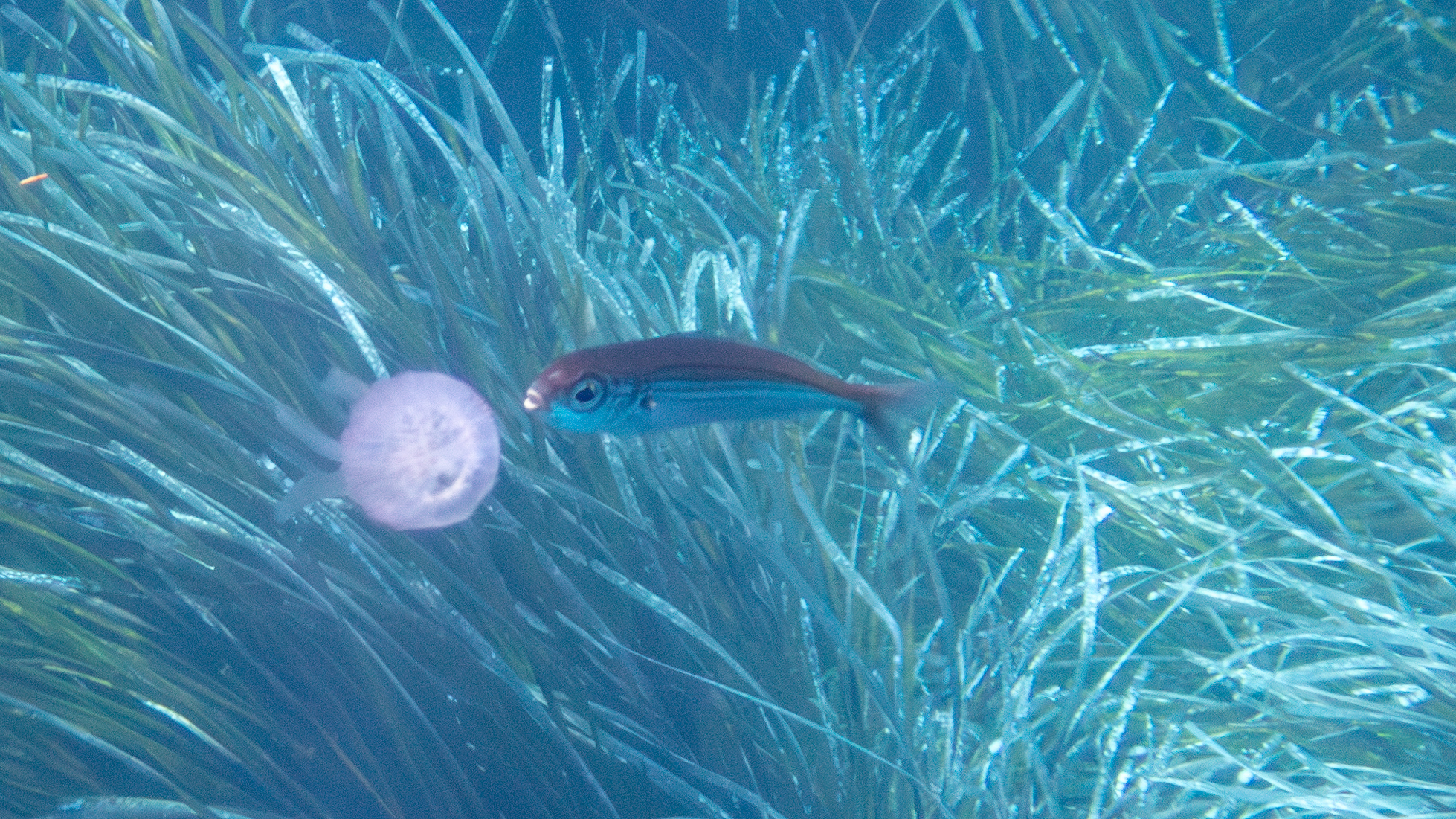 Gelbstriemenbrasse frisst Leuchtqualle