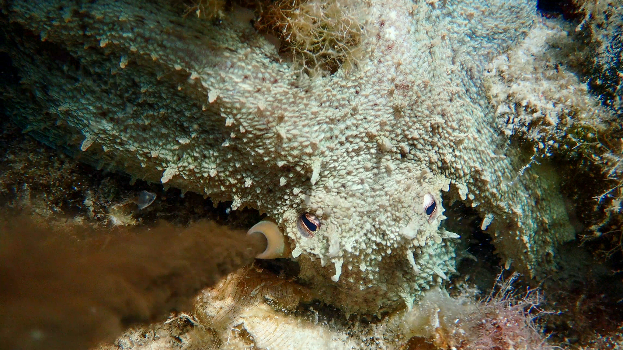 Oktopus, der Tinte ausstößt