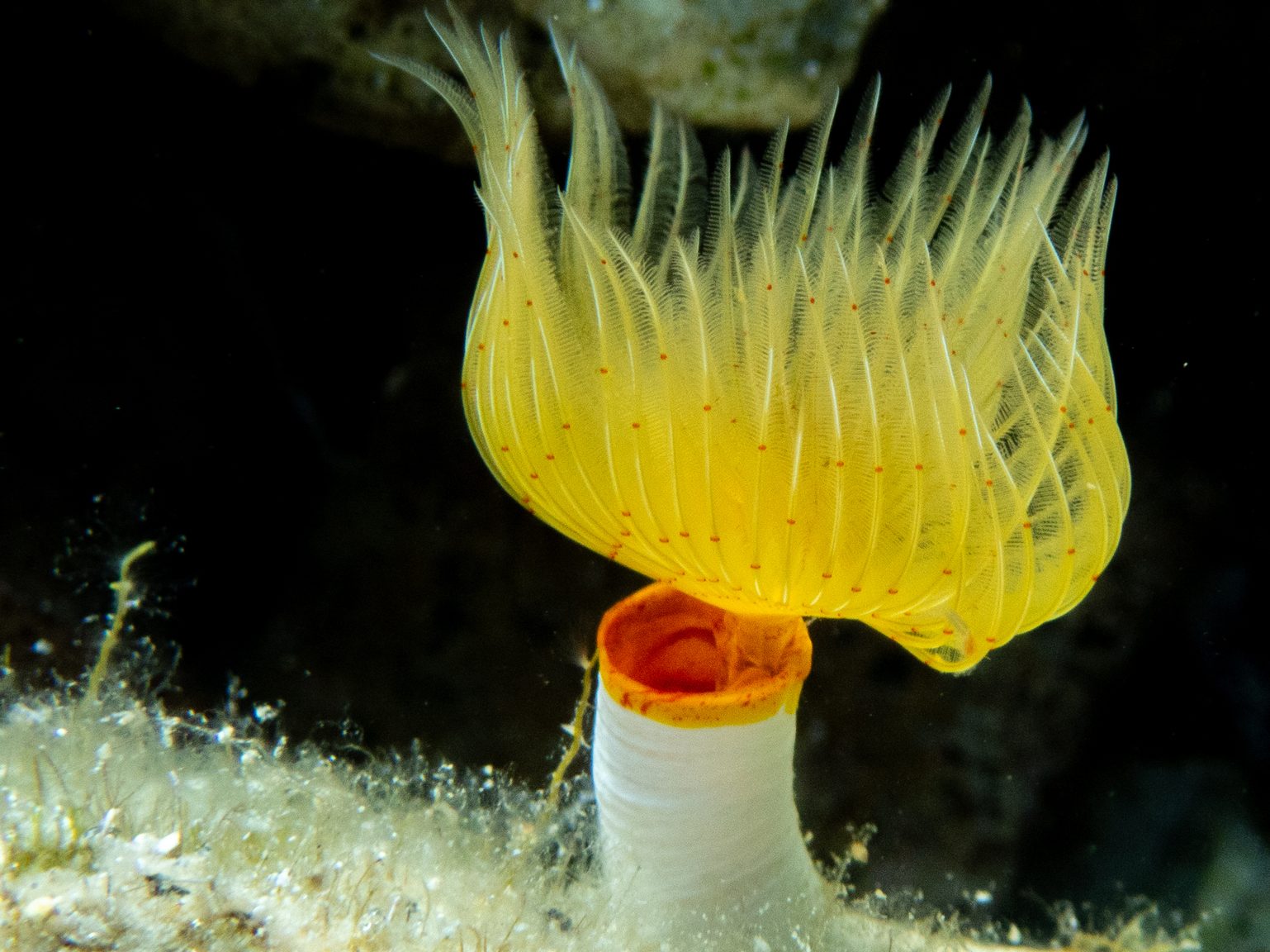 Glatter Kalkröhrenwurm (Protula tubularia)