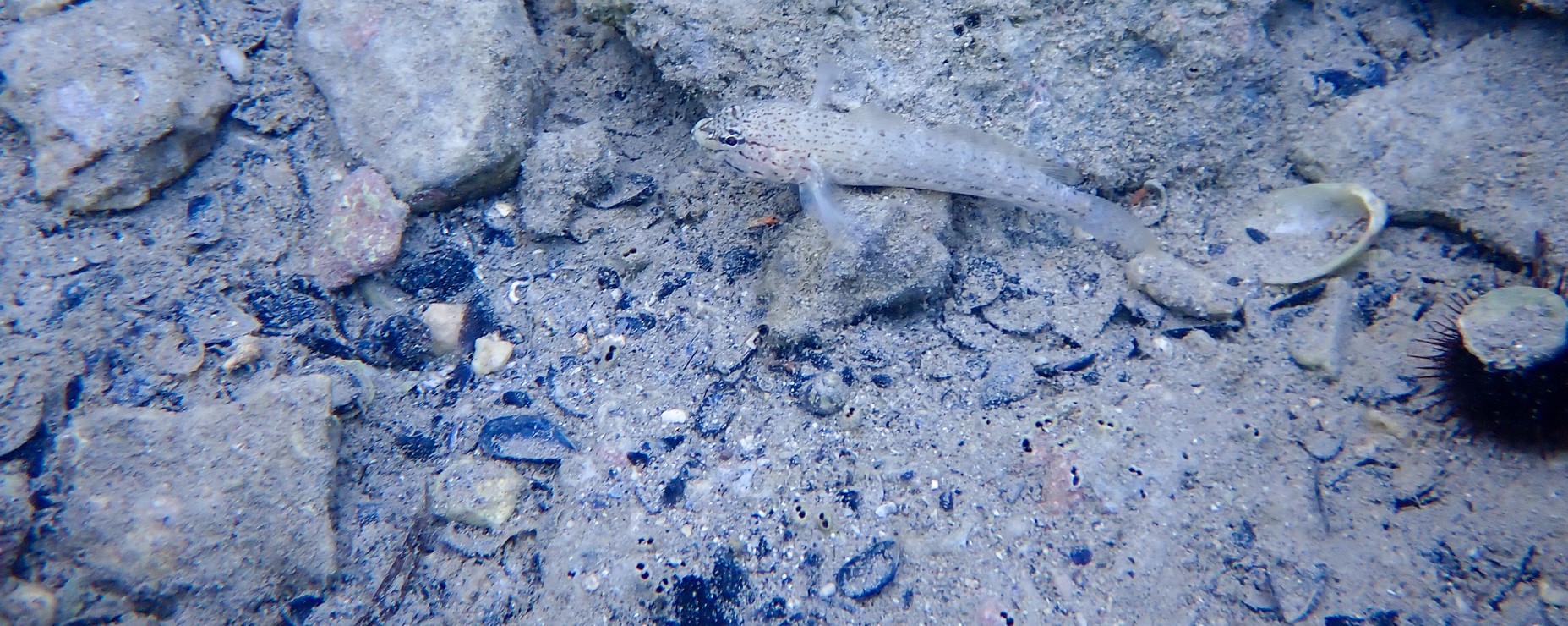 Streifengrundel (Gobius bucchichi) im Ambrakischen Golf