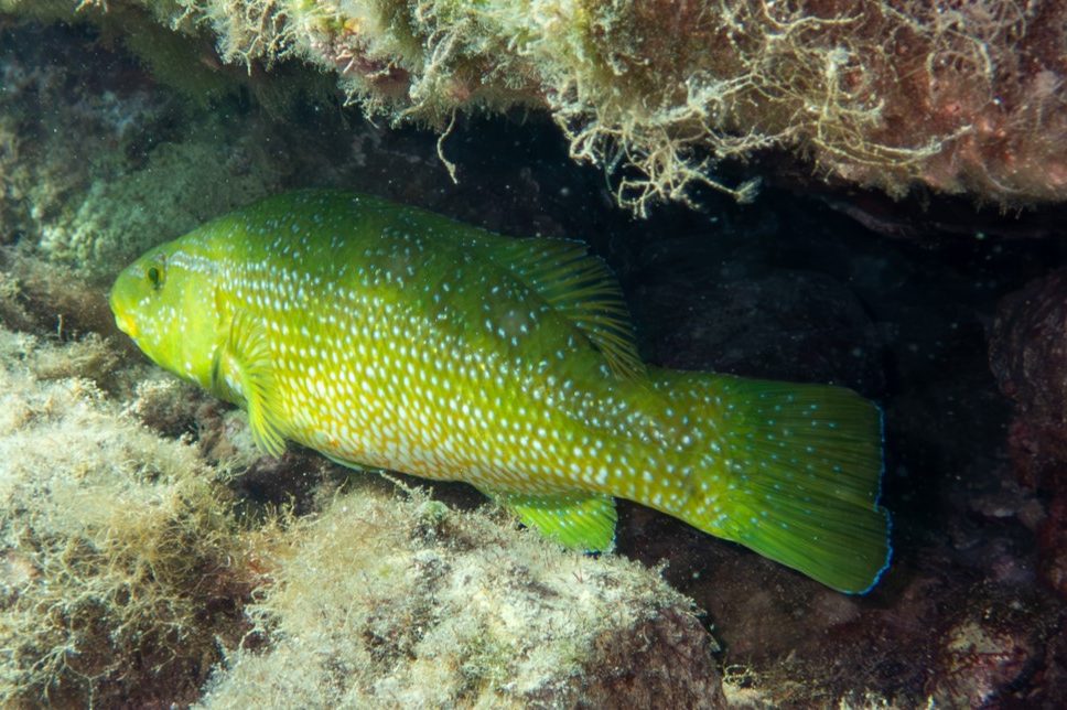 Grüner Lippfisch (Labrus viridis)