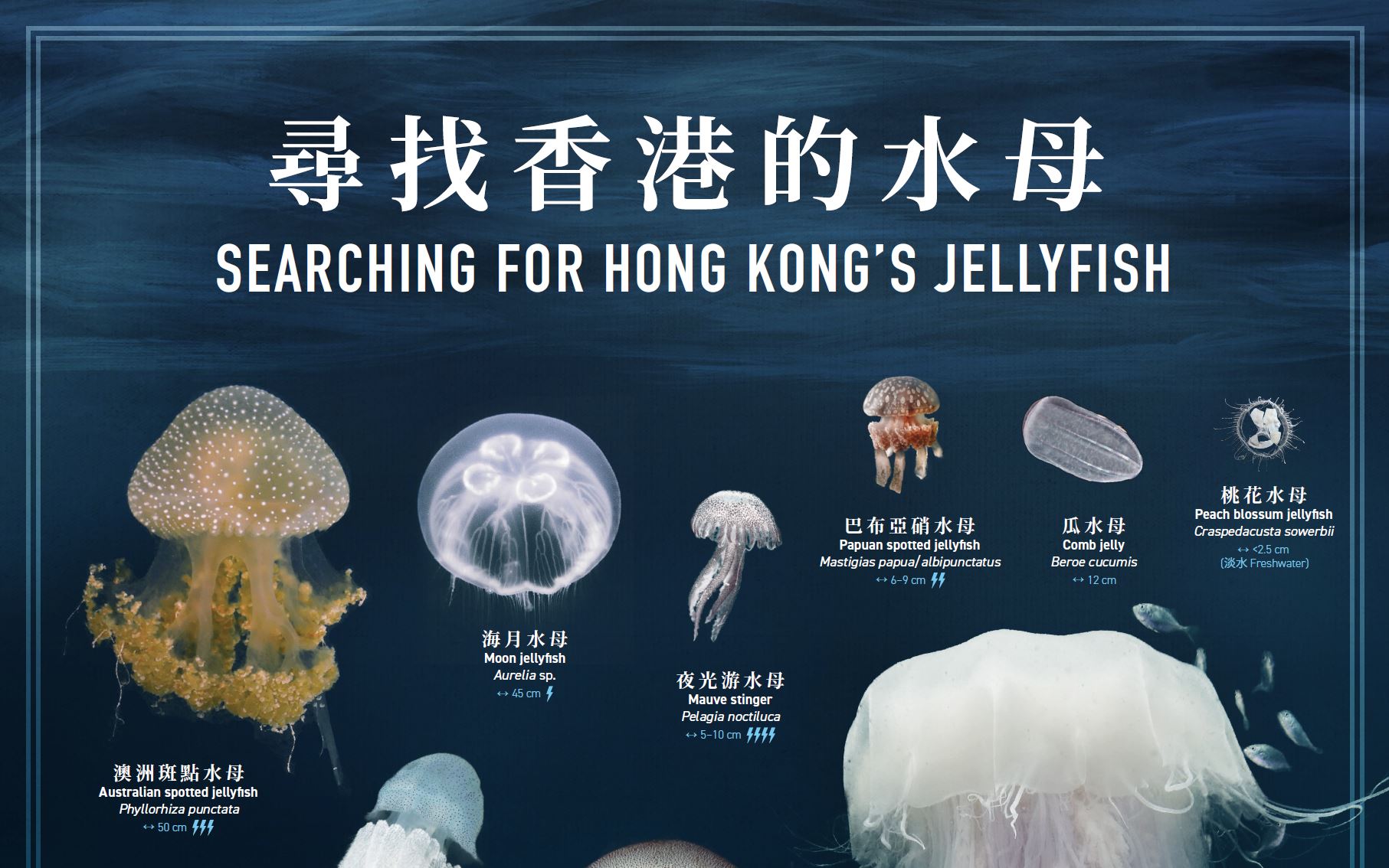 Hong Kong Jellyfish Project: das neue Poster ist fertig!