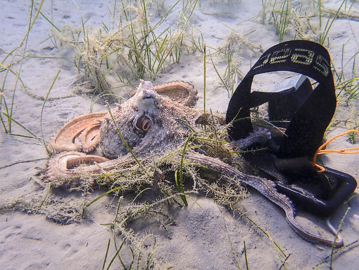 Oktopus betastet Bleigurt