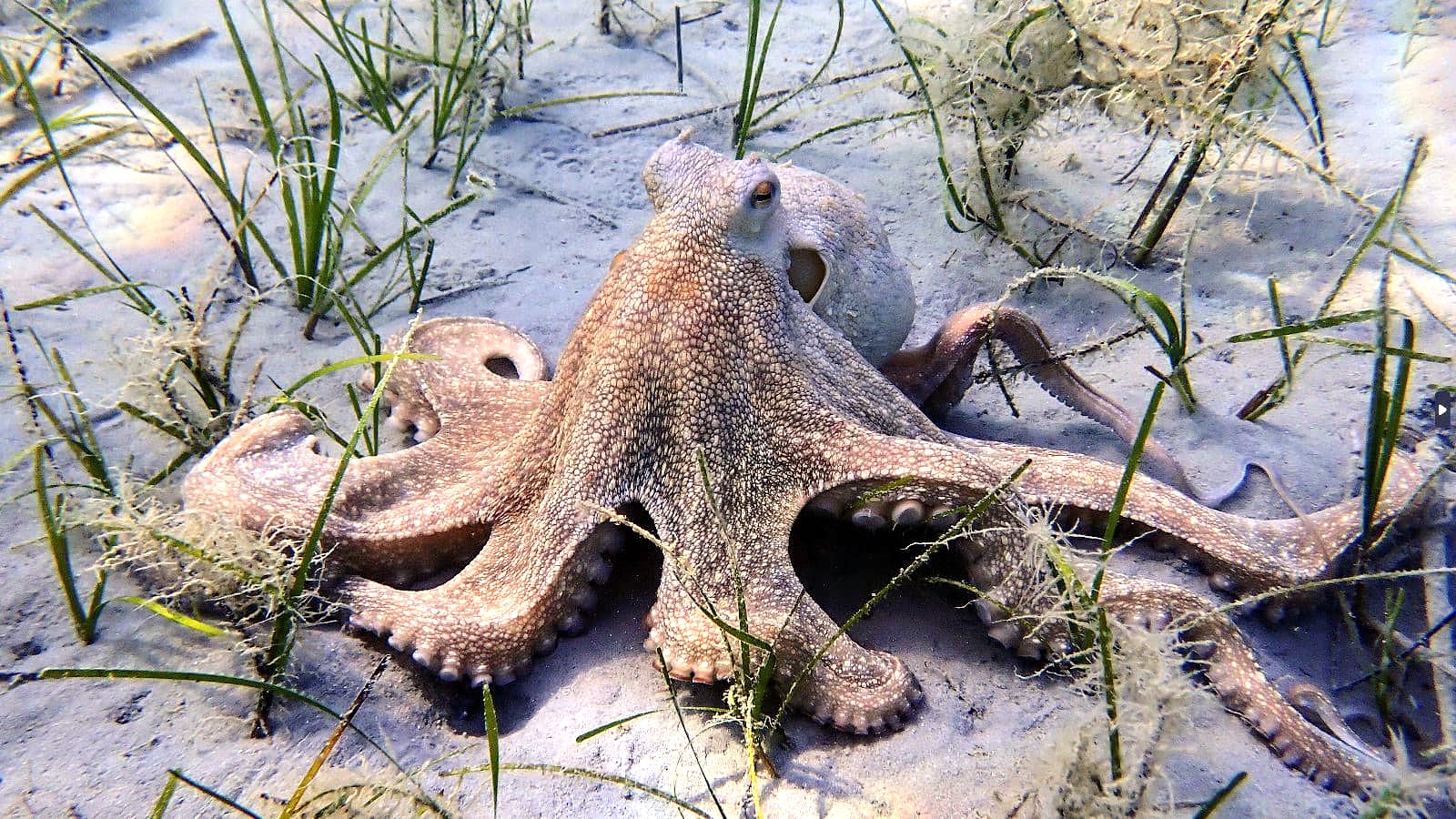 Oktopus