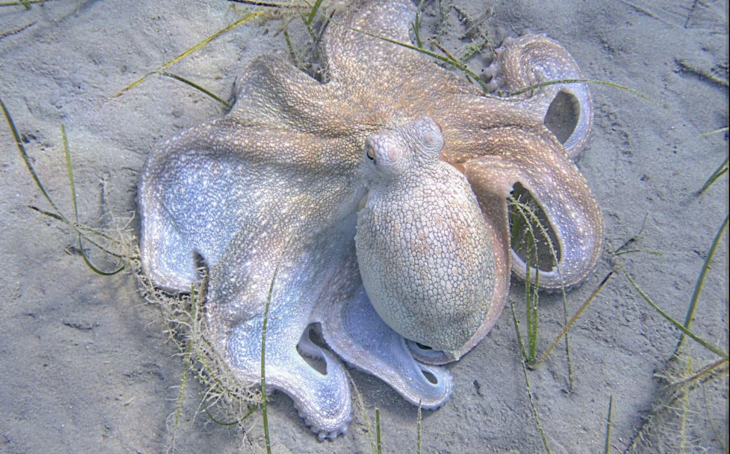 Oktopus auf Sandboden