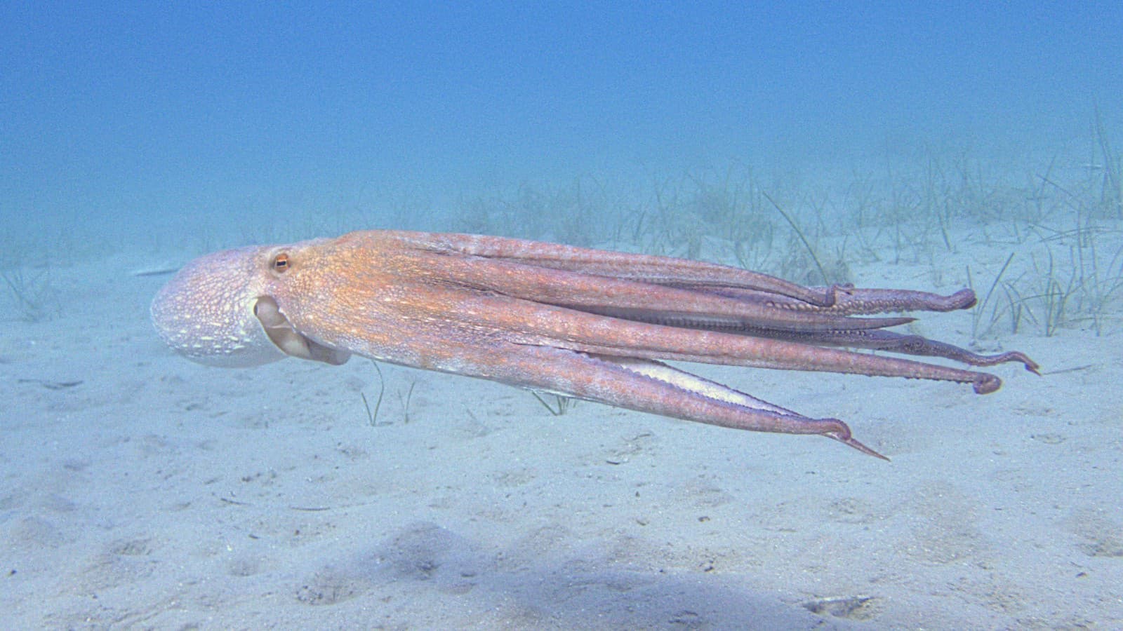 schwimmender Oktopus