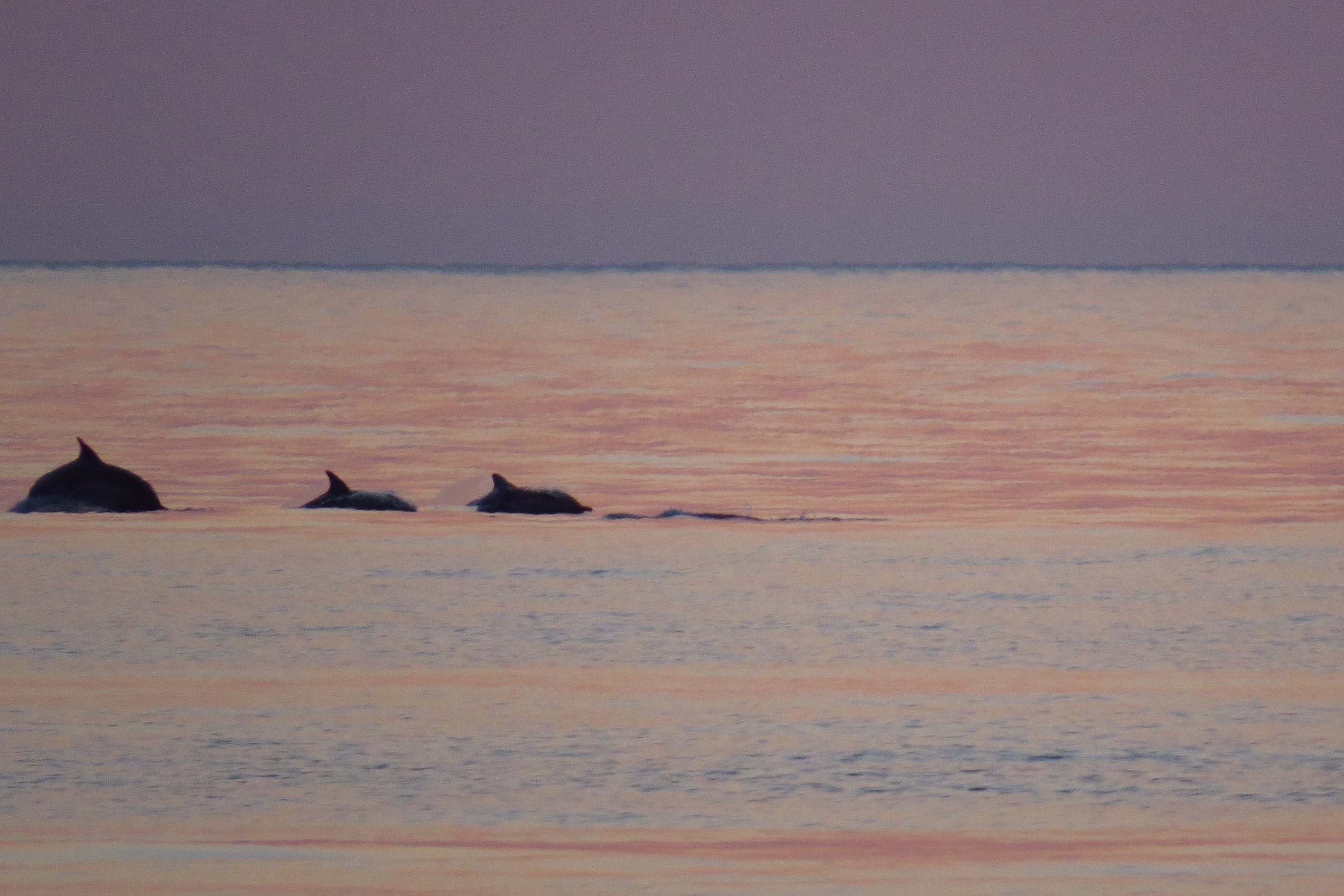 Delphin-Sichtung an der NW-Küste von Korfu