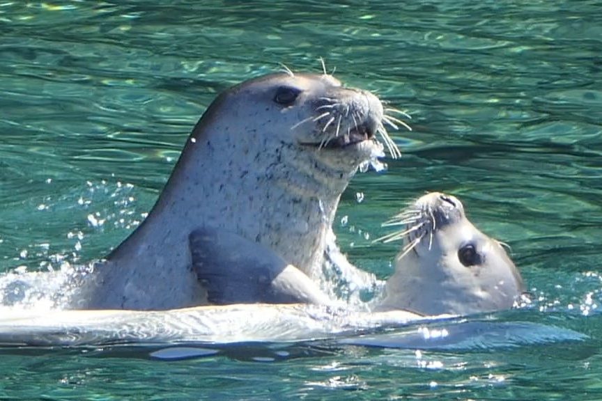 Mittelmeer-Mönchsrobben (Monachus monachus)