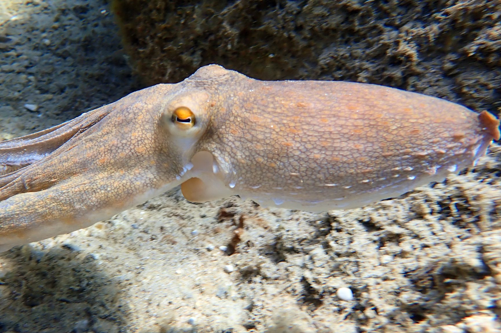 Gewöhnlicher Krake (Octopus vulgaris)