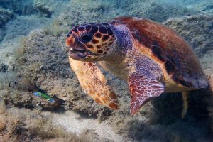 Unechte Karettschildkröte (Caretta caretta)