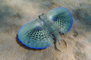 Flughahn (Dactylopterus volitans)