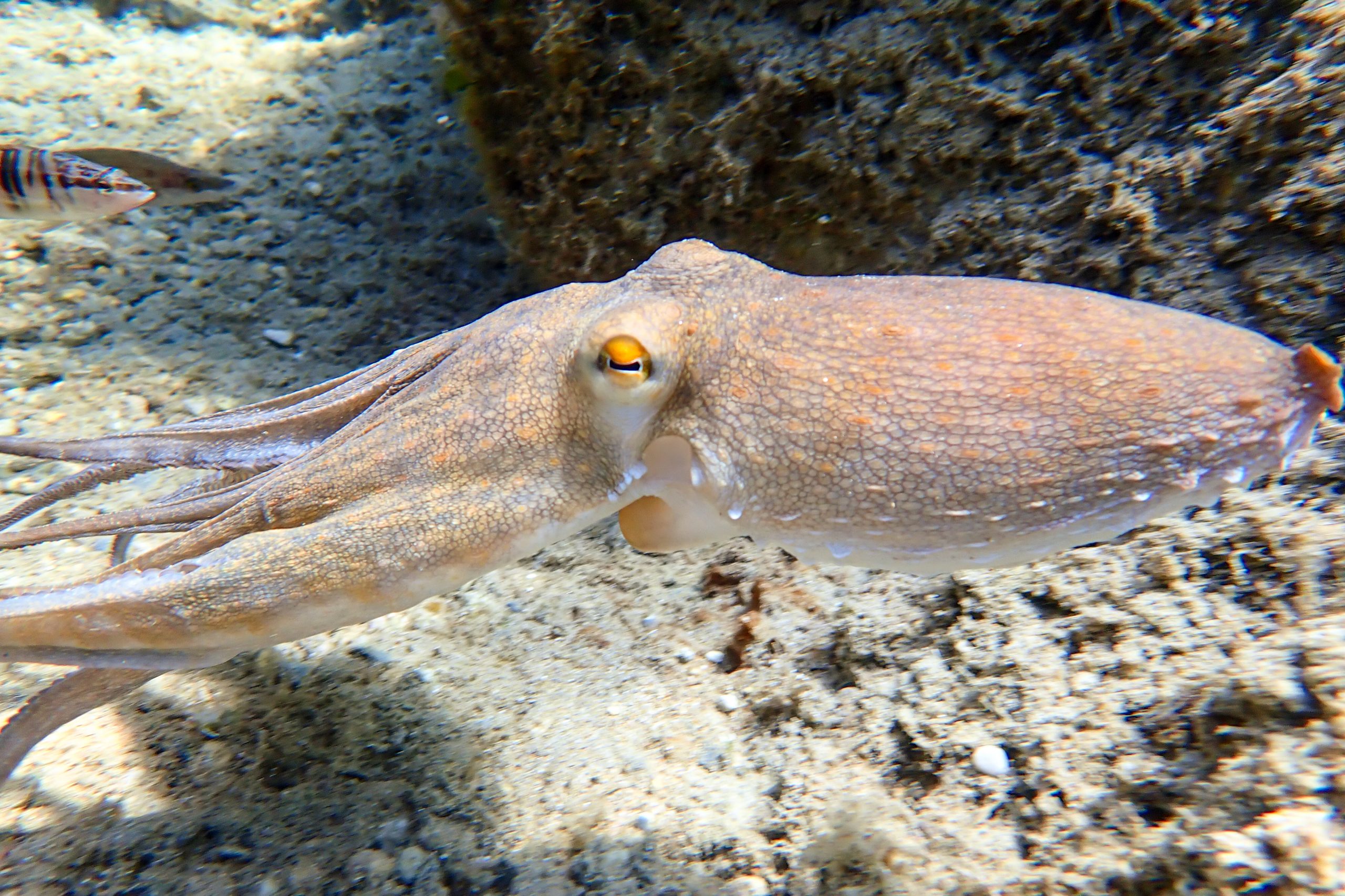 Gewöhnlicher Krake (Octopus vulgaris)