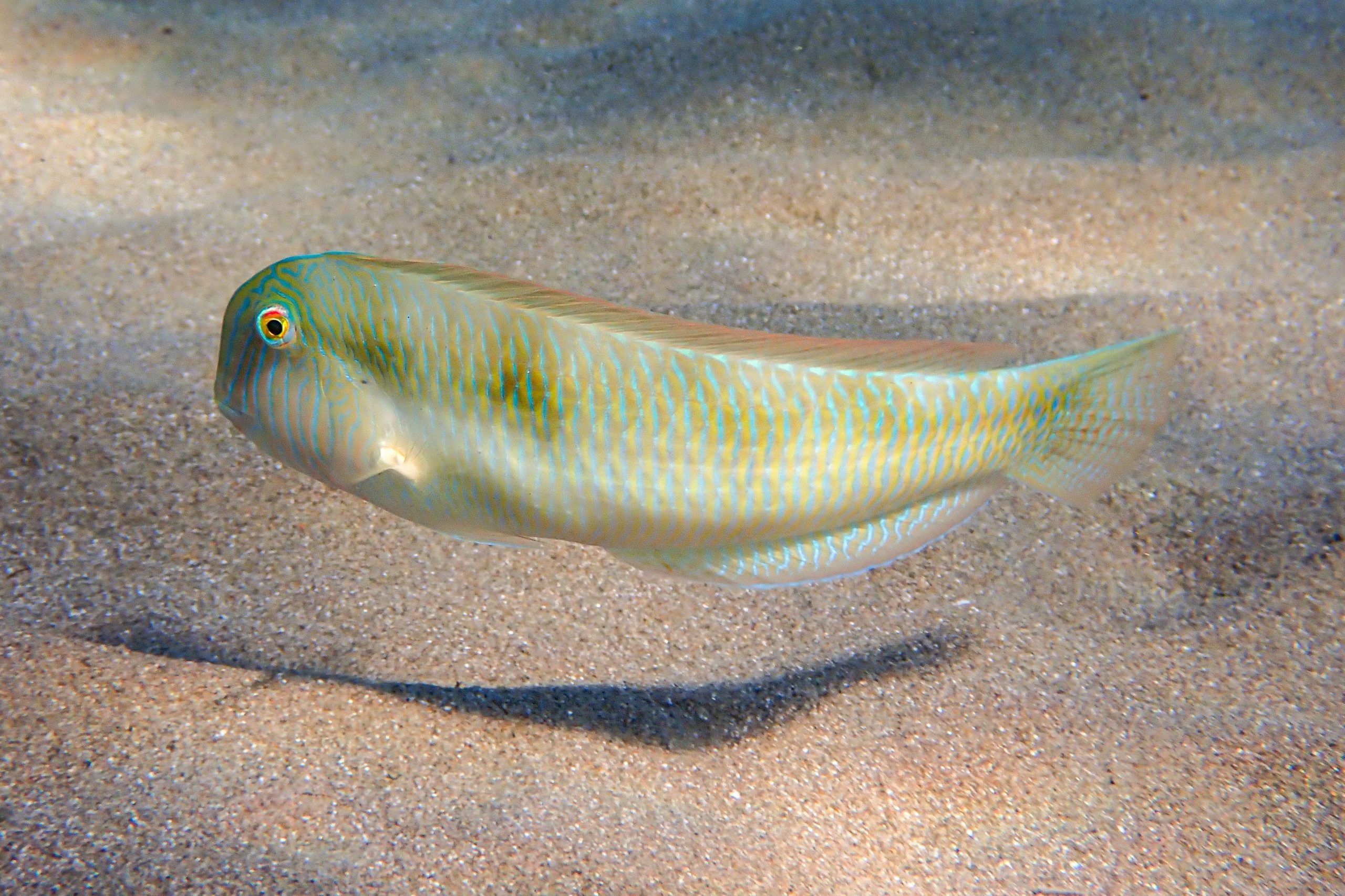Schermesserfisch (Xyrichtys novacula)