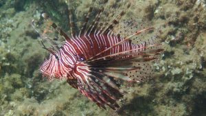 Rotfeuerfisch (Pterois miles)
