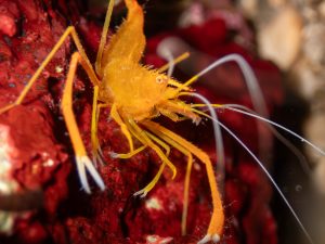 Mittelmeer-Scherengarnele (Stenopus spinosus)