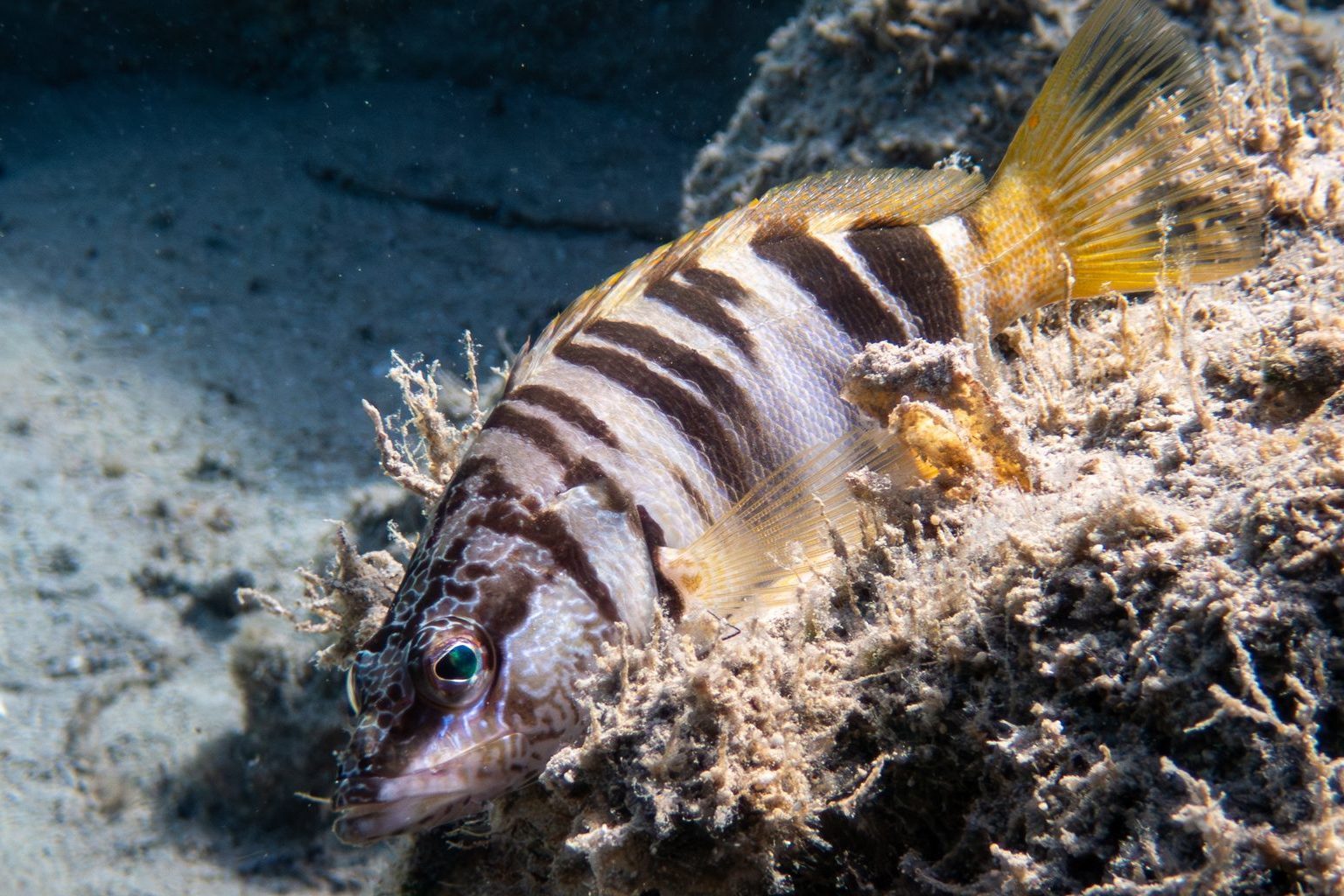 Schriftbarsch (Serranus scriba)