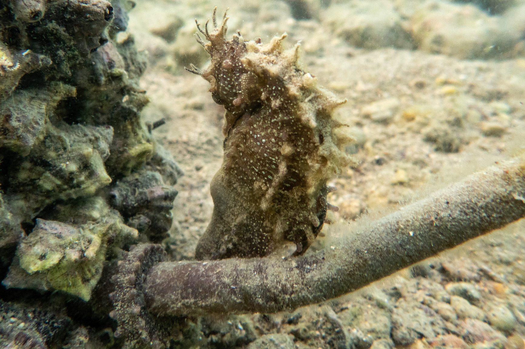 Langschnäuziges Seepferdchen (Hippocampus guttulatus)