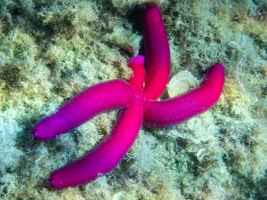 Rotvioletter Seestern (Ophidiaster ophidianus)