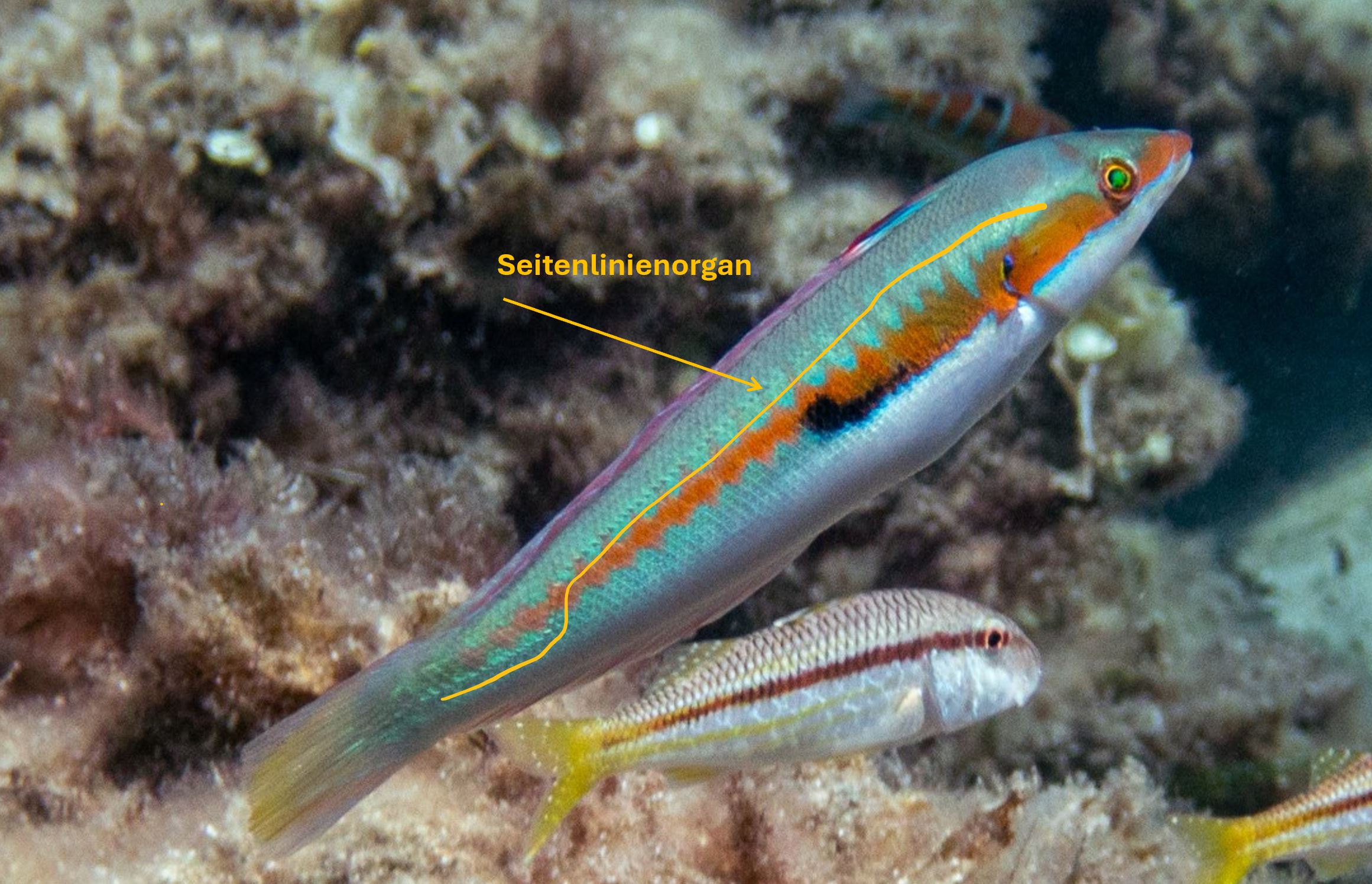 Meerjunker mit markiertem Seitenlinienorgan