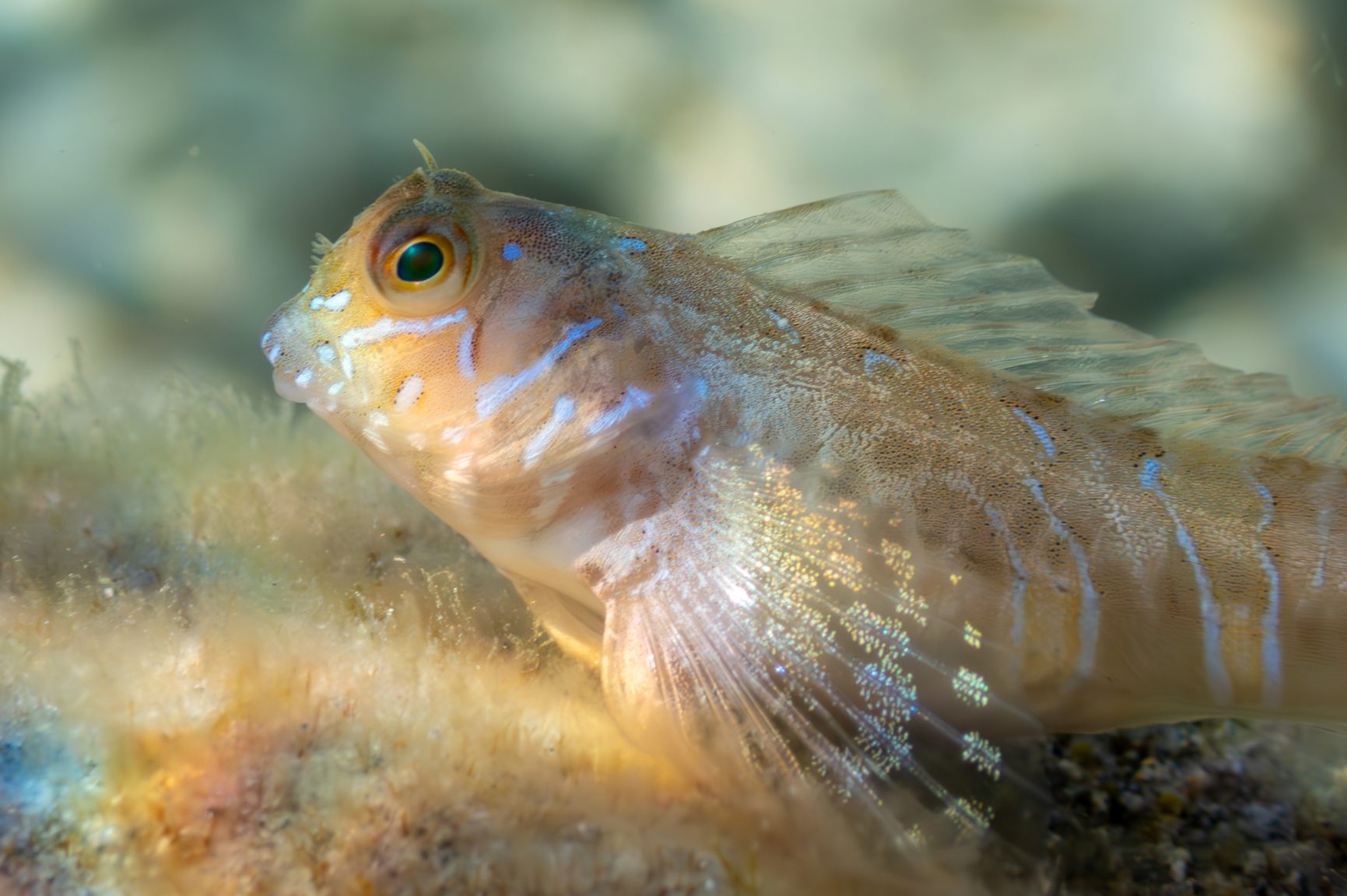 Sphinx-Schleimfisch (Aidablennius sphynx)