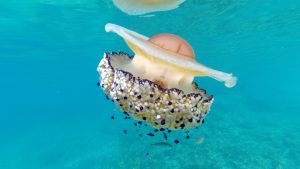 Spiegeleiqualle (Cotylorhiza tuberculata)