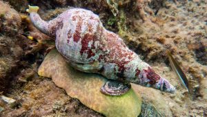 Tritonshorn (Charonia seguenzae)