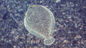 Weitaugenbutt (Bothus podas)