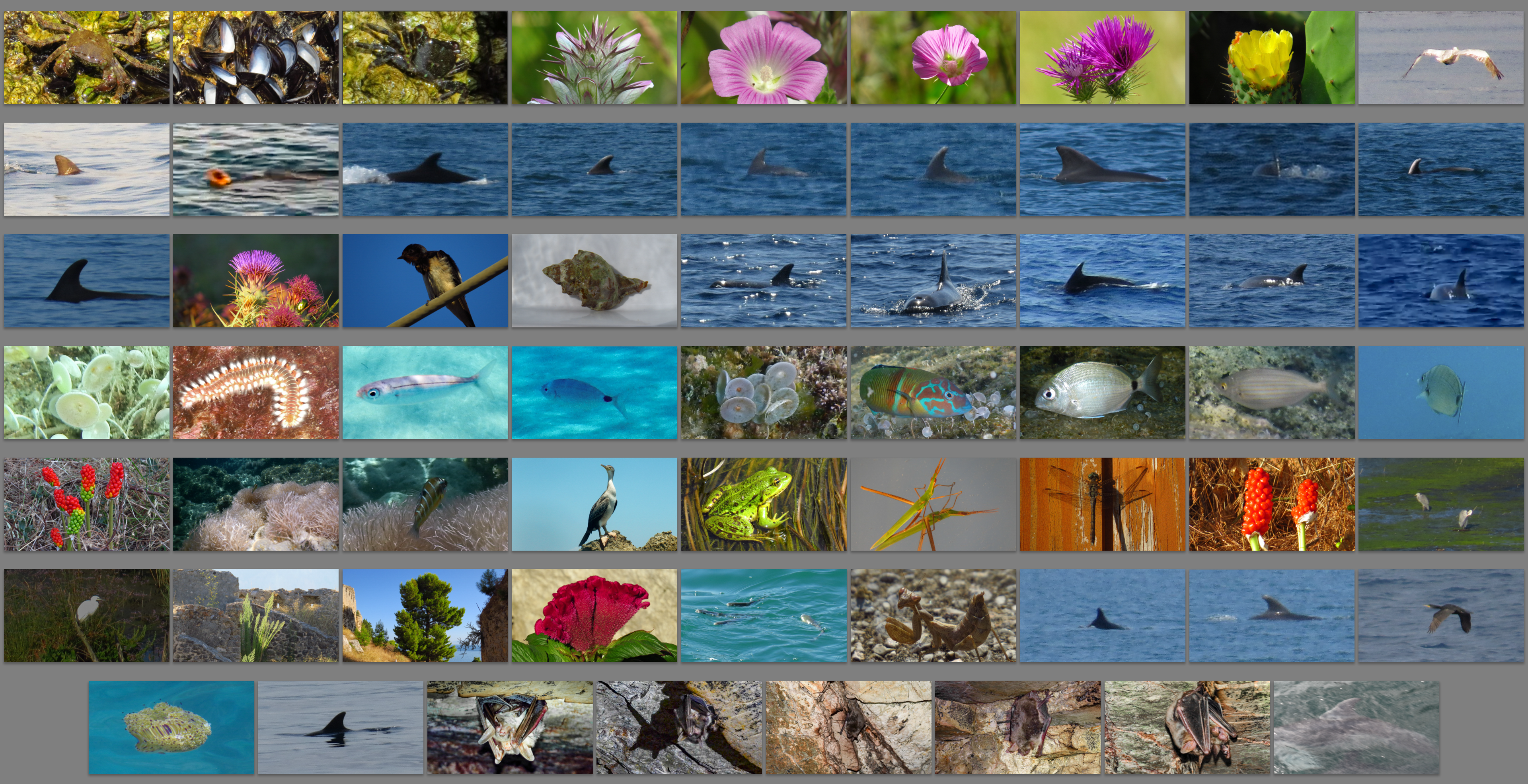 Erfassung der Natur-Beobachtungen der Saison 2014 für iNaturalist.org abgeschlossen