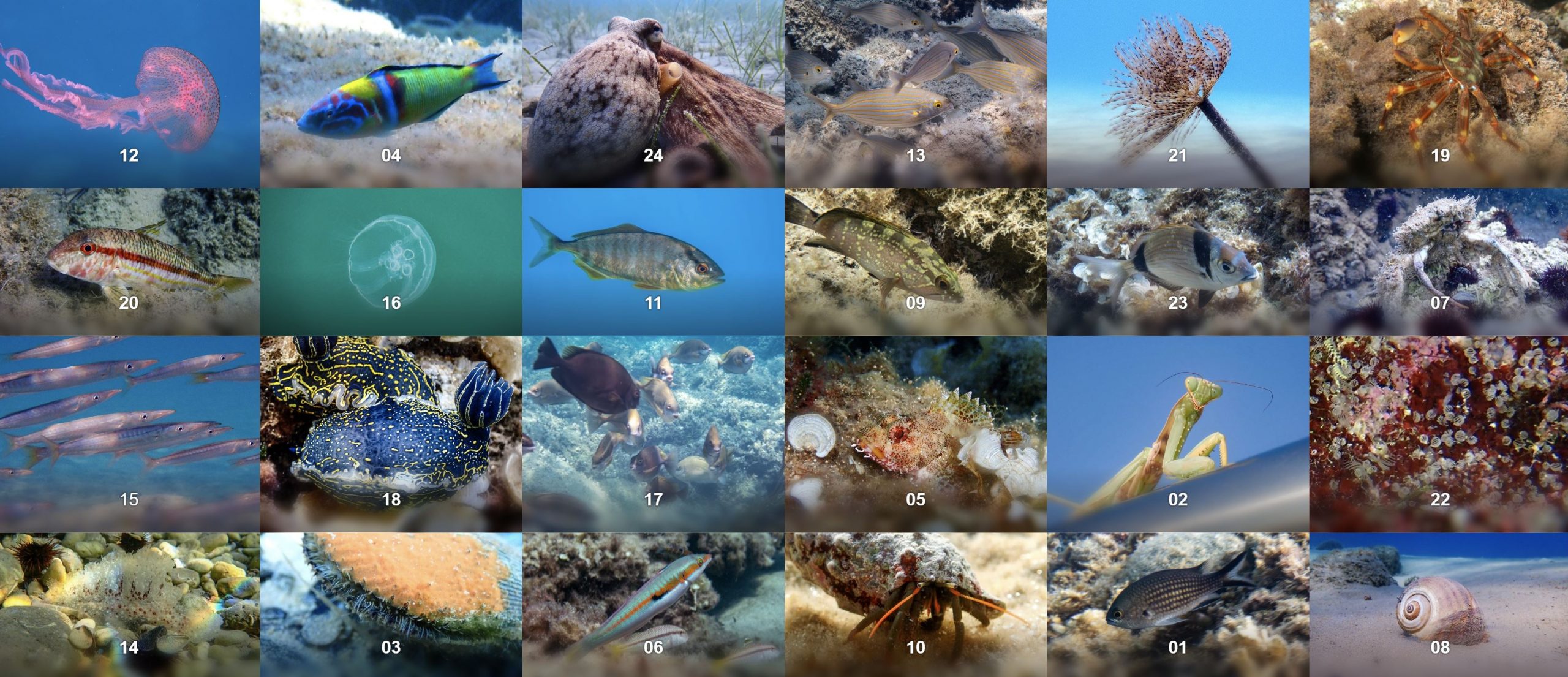 Adventskalender 2025 offen